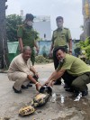 Đội Kiểm Lâm Cơ động và PCCCR tiếp nhận động vật hoang dã từ Chùa Pháp Bửu tự nguyện giao nộp