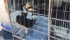 Ngày 20/4/2024 Chi Cục Kiểm lâm TPHCM tiếp nhận một con chim cao cát bụng trắng do người dân tự nguyện giao nộp để cứu hộ theo quy định